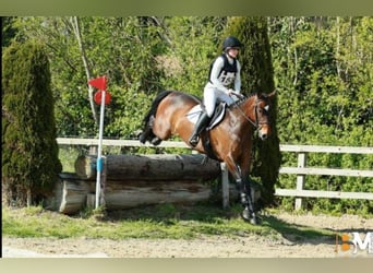 Irish Sport Horse, Stute, 4 Jahre, 148 cm, Dunkelbrauner