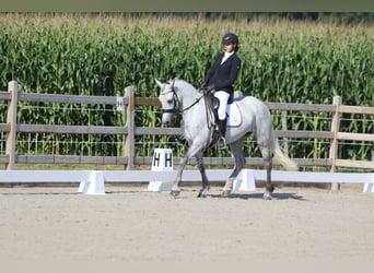 Irish Sport Horse, Stute, 4 Jahre, 150 cm, Blauschimmel