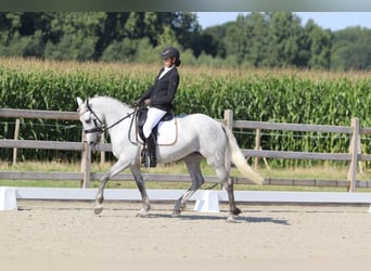 Irish Sport Horse, Stute, 4 Jahre, 150 cm, Blauschimmel