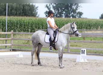 Irish Sport Horse, Stute, 4 Jahre, 150 cm, Blauschimmel
