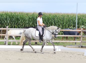 Irish Sport Horse, Stute, 4 Jahre, 150 cm, Blauschimmel