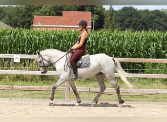 Irish Sport Horse, Stute, 4 Jahre, 150 cm, Blauschimmel