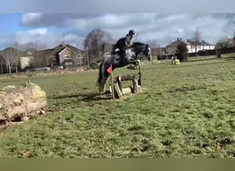 Irish Sport Horse, Stute, 4 Jahre, 152 cm