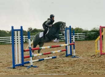 Irish Sport Horse, Stute, 4 Jahre, 152 cm, Schimmel