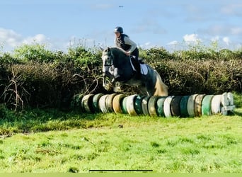Irish Sport Horse, Stute, 4 Jahre, 152 cm, Schimmel