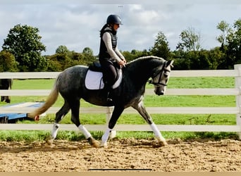 Irish Sport Horse, Stute, 4 Jahre, 152 cm, Schimmel