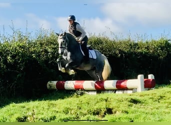 Irish Sport Horse, Stute, 4 Jahre, 152 cm, Schimmel