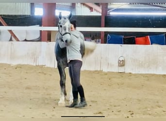 Irish Sport Horse, Stute, 4 Jahre, 152 cm, Schimmel