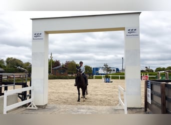 Irish Sport Horse, Stute, 4 Jahre, 154 cm, Rotbrauner