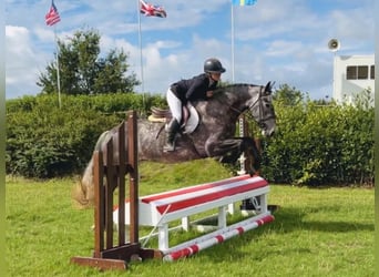Irish Sport Horse, Stute, 4 Jahre, 155 cm, Apfelschimmel