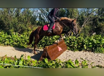 Irish Sport Horse Mix, Stute, 4 Jahre, 155 cm, Dunkelfuchs