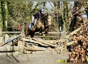 Irish Sport Horse, Stute, 4 Jahre, 155 cm, Falbe