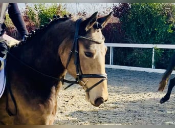 Irish Sport Horse, Stute, 4 Jahre, 155 cm, Falbe