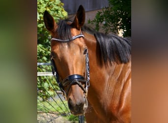 Irish Sport Horse, Stute, 4 Jahre, 156 cm, Brauner