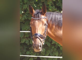 Irish Sport Horse, Stute, 4 Jahre, 156 cm, Brauner