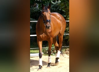 Irish Sport Horse, Stute, 4 Jahre, 156 cm, Brauner