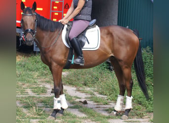 Irish Sport Horse, Stute, 4 Jahre, 156 cm, Brauner