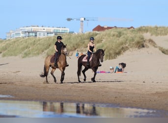 Irish Sport Horse, Stute, 4 Jahre, 157 cm, Braunfalbschimmel