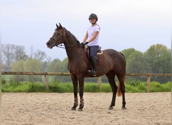Irish Sport Horse, Stute, 4 Jahre, 157 cm, Braunfalbschimmel