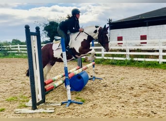 Irish Sport Horse, Stute, 4 Jahre, 158 cm, Schecke