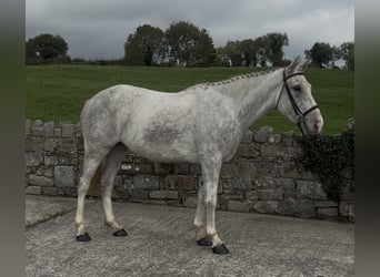 Irish Sport Horse, Stute, 4 Jahre, 158 cm, Schimmel