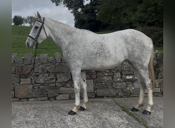 Irish Sport Horse, Stute, 4 Jahre, 158 cm, Schimmel