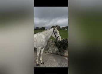 Irish Sport Horse, Stute, 4 Jahre, 158 cm, Schimmel