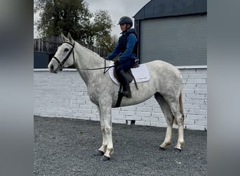 Irish Sport Horse, Stute, 4 Jahre, 158 cm, Schimmel