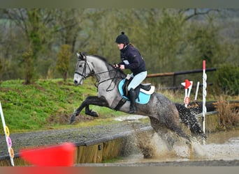 Irish Sport Horse Mix, Stute, 4 Jahre, 158 cm, Schimmel