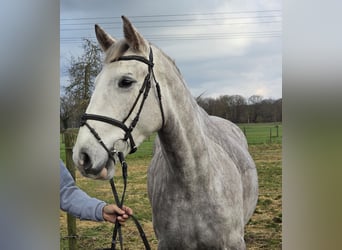 Irish Sport Horse, Stute, 4 Jahre, 159 cm, Apfelschimmel