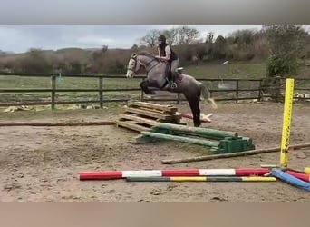 Irish Sport Horse, Stute, 4 Jahre, 160 cm, Apfelschimmel