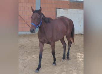 Irish Sport Horse, Stute, 4 Jahre, 160 cm, Brauner