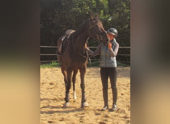 Irish Sport Horse, Stute, 4 Jahre, 160 cm, Dunkelbrauner