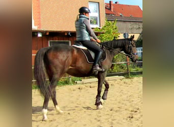 Irish Sport Horse, Stute, 4 Jahre, 160 cm, Dunkelbrauner