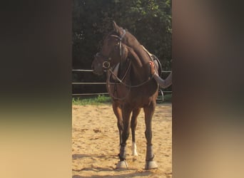 Irish Sport Horse, Stute, 4 Jahre, 160 cm, Dunkelbrauner