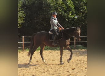 Irish Sport Horse, Stute, 4 Jahre, 160 cm, Dunkelbrauner