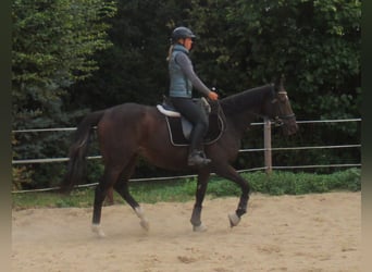 Irish Sport Horse, Stute, 4 Jahre, 160 cm, Dunkelbrauner