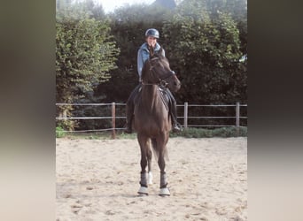 Irish Sport Horse, Stute, 4 Jahre, 160 cm, Dunkelbrauner
