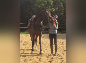 Irish Sport Horse, Stute, 4 Jahre, 160 cm, Dunkelbrauner