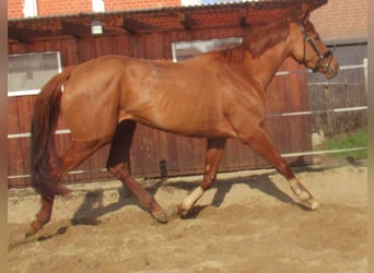 Irish Sport Horse, Stute, 4 Jahre, 160 cm, Fuchs