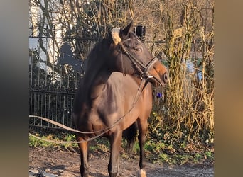 Irish Sport Horse, Stute, 4 Jahre, 162 cm, Brauner