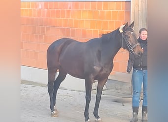 Irish Sport Horse, Stute, 4 Jahre, 162 cm, Brauner