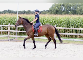 Irish Sport Horse, Stute, 4 Jahre, 162 cm, Brauner