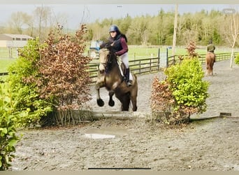 Irish Sport Horse, Stute, 4 Jahre, 162 cm, Falbe
