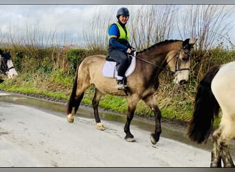 Irish Sport Horse, Stute, 4 Jahre, 162 cm, Falbe