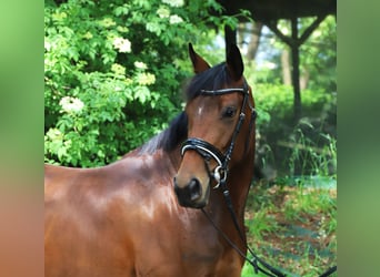 Irish Sport Horse Mix, Stute, 4 Jahre, 162 cm