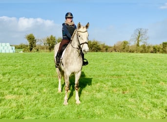 Irish Sport Horse, Stute, 4 Jahre, 162 cm, Schimmel