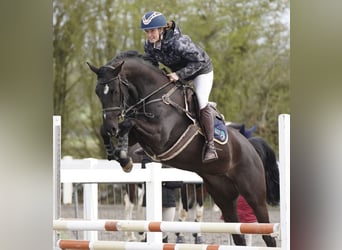 Irish Sport Horse, Stute, 4 Jahre, 163 cm, Rappe