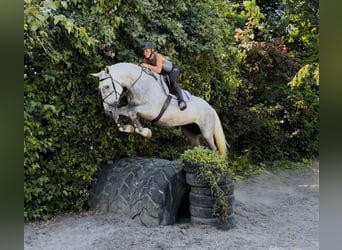 Irish Sport Horse, Stute, 4 Jahre, 164 cm, Apfelschimmel