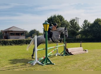 Irish Sport Horse, Stute, 4 Jahre, 164 cm, Apfelschimmel